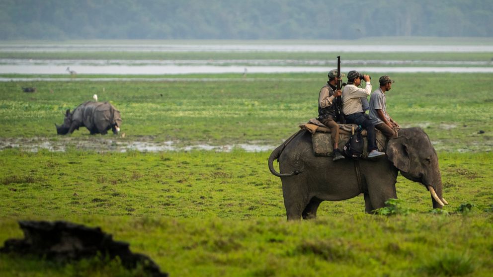 AP PHOTOS: 1-horned rhinos in Indian park saved by mud, guns