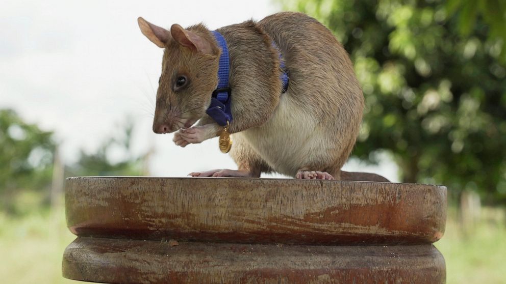 Mine-sniffing rat Magawa ends years of hard work in Cambodia