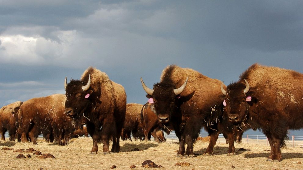 Native American lawmakers seek federal help on Montana bison