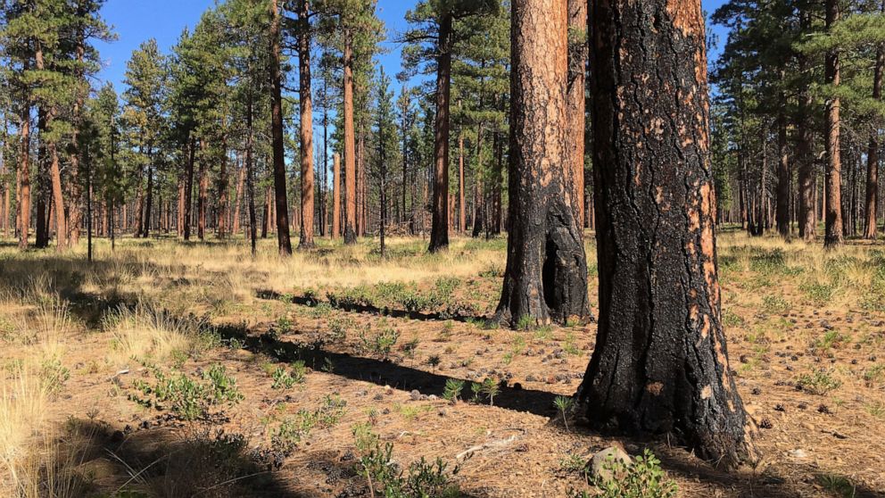 FILE - This Sept. 27, 2017, file photo, shows charred trunks of Ponderosa pines near Sisters, Ore., months after a prescribed burn removed vegetation, smaller trees and other fuel ladders last spring. Hundreds of millions of acres of forests have bec