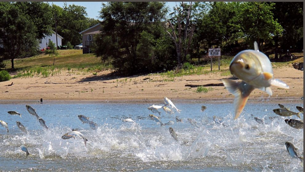Study links Asian carp with Mississippi River fish drop