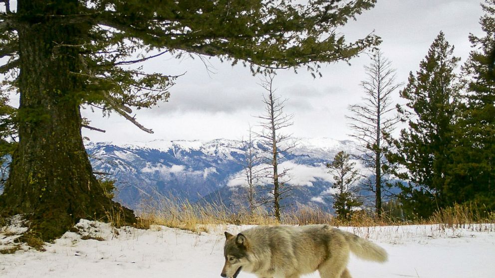 FILE -In this Dec. 4, 2014, file photo, released by the Oregon Department of Fish and Wildlife, a wolf from the Snake River Pack passes by a remote camera in eastern Wallowa County, Ore. Trump administration officials on Thursday, Oct. 29, 2020, stri