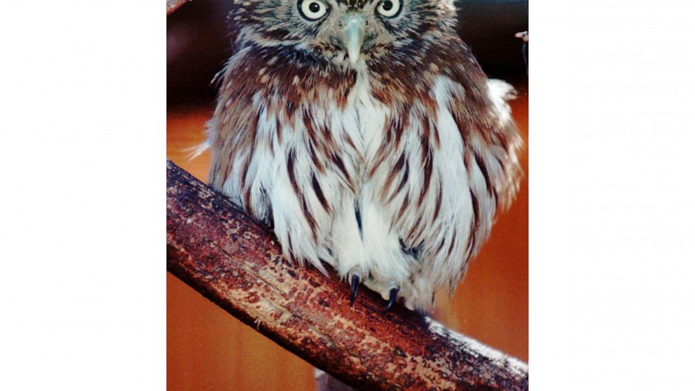 Arizona’s tiny desert owl has new chance for protection
