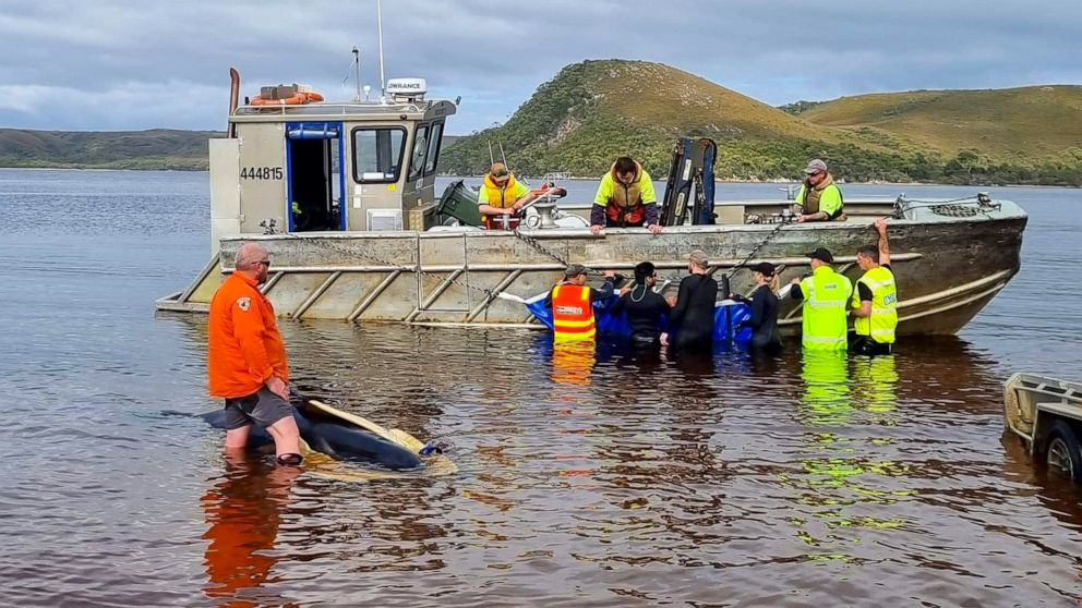 Rescuers attempt to move a stranded whale to open water at Macquarie Harbour on the west coast of Tasmania of Australia, Thursday, Sept. 22, 2022. A day after 230 whales were found stranded on the wild and remote west coast of Australia's island stat