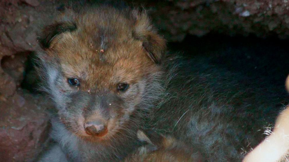 This May 2019 photo provided by the Phoenix Zoo shows a pup from the first litter of endangered Mexican gray wolf pups born at the Phoenix Zoo in two decades. Female wolf Tazanna gave birth to the litter of six pups in early May. Born at endangered w
