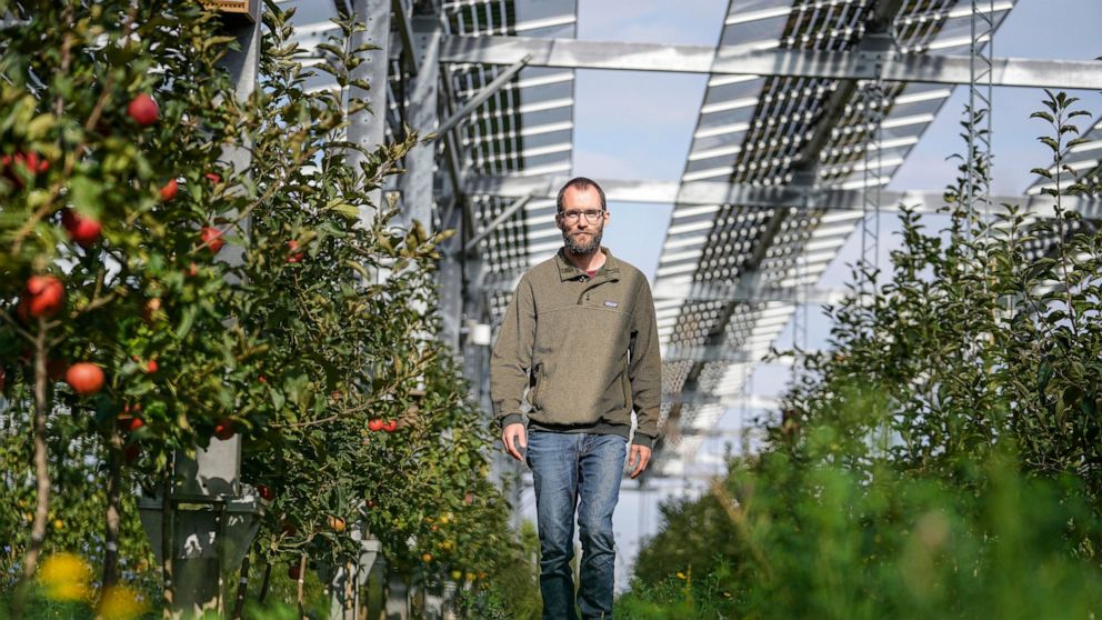 Süße Rendite: Deutscher Landwirt bekommt sowohl Solarstrom als auch Äpfel