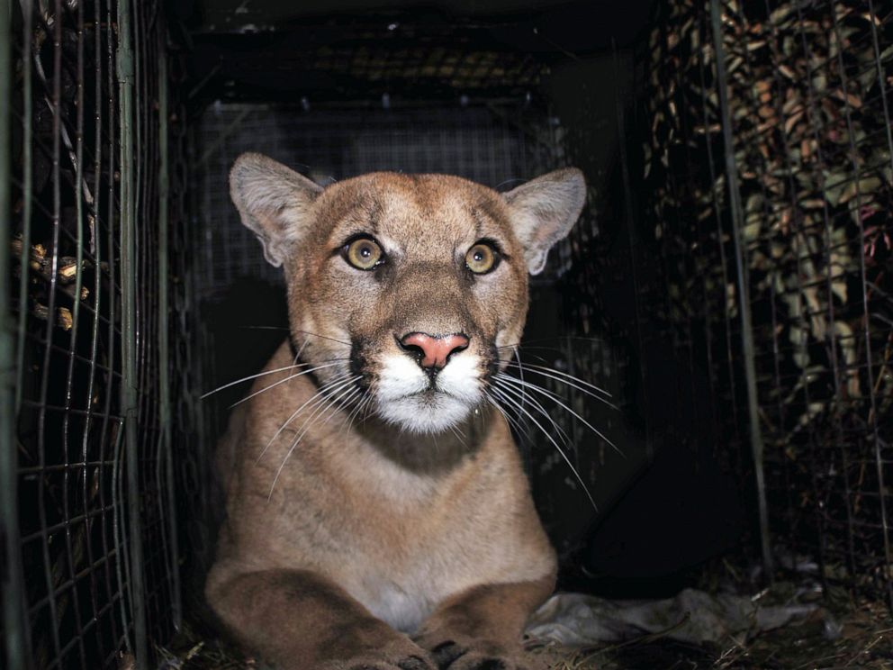 Mountain Lion Fatally Struck Trying To Cross La Freeway Abc News