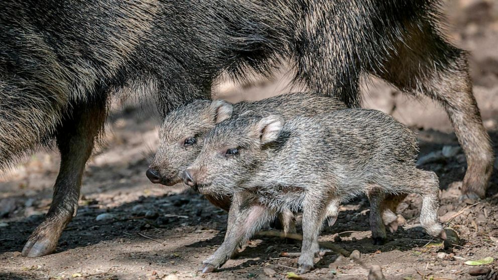 This picture taken on May 8, 2019, shows two newly born Chacoan peccaries in their enclosure at the Prague zoo, Czech Republic. Prague's zoo says two Chacoan peccaries have been born in the park in May for the first time, a welcome step in efforts to