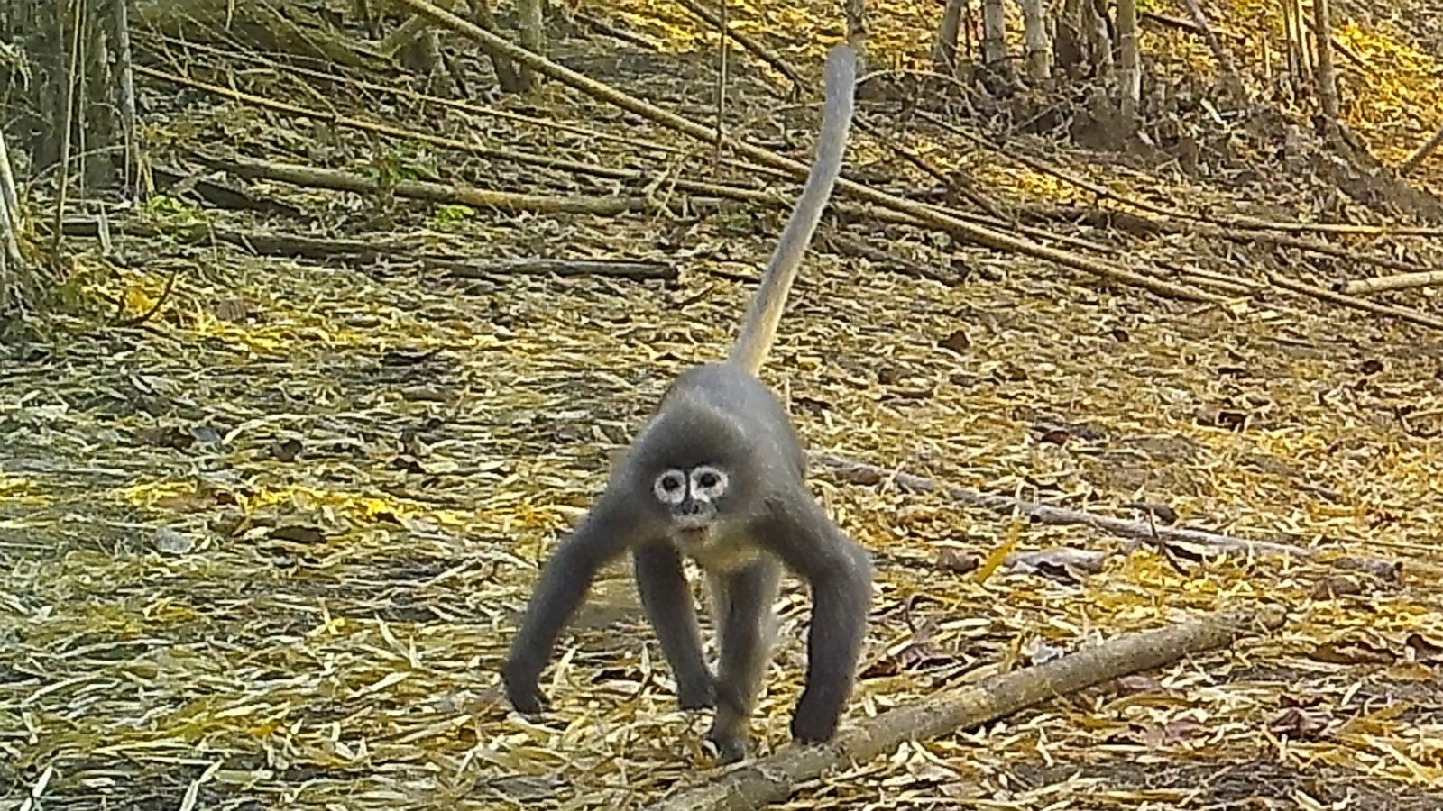 Ghostly Monkey Succulent Bamboo Among New Species In Mekong Abc News