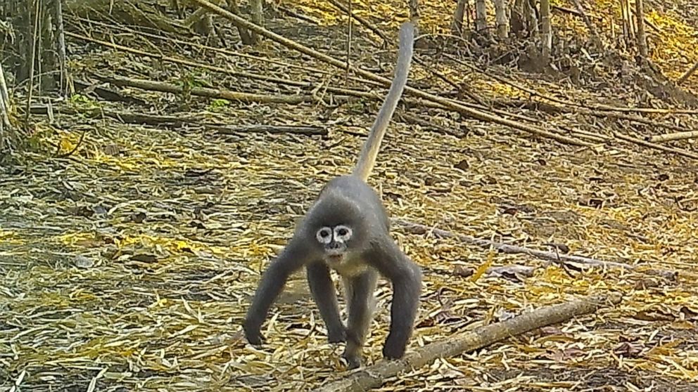 In this undated photo, a Popa langur moves along a forest floor. The Popa langur is among 224 new species listed in the World Wildlife Fund's latest update on the Mekong region. The conservation group's report released Wednesday, Jan. 26, 2022, highl