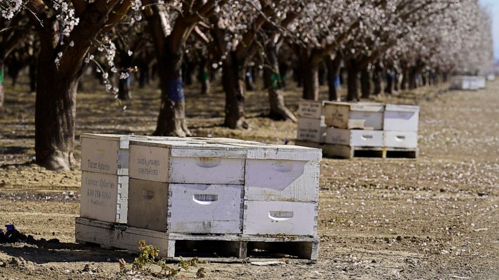 Beekeepers using tracking devices to protect precious hives