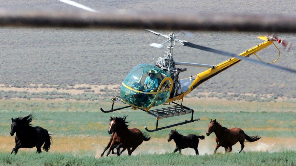 FILE - A livestock helicopter pilot rounds up wild horses from the Fox & Lake Herd Management Area on July 13, 2008, in Washoe County, Nev., near the town on Empire, Nev. The U.S. government plans to capture more wild horses on federal lands this yea