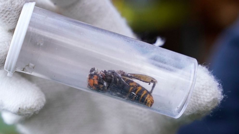 Dead 'murder hornet' near Seattle is 1st found in US in 2021