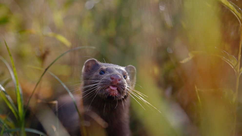 FILE - In this Sept. 4, 2015, file photo, a mink sniffs the air as he surveys the river beach in search of food, in a meadow near the village of Khatenchitsy, northwest of Minsk, Belarus. Officials on Monday, Aug. 17, 2020, confirmed its first U.S. c