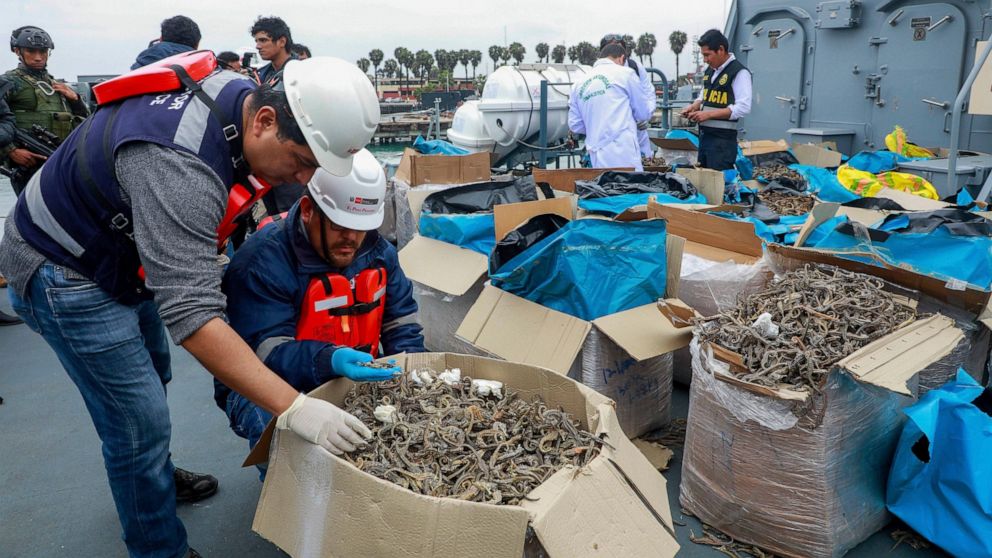 In this Sept. 30, 2019 photo provided by the Peruvian Production Ministry, authorities inspect a shipment of seized dried seahorses in Callao, Peru. Authorities said that in an unprecedented operation, they detained a ship carrying 12.3 million dried