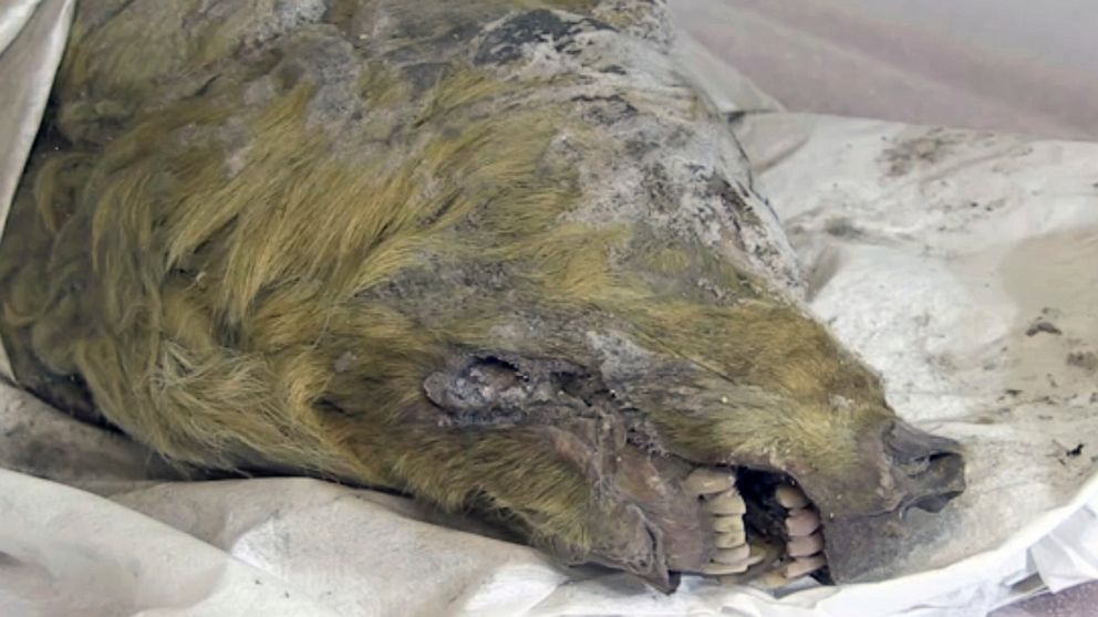 The head of an Ice Age wolf, at the Mammoth Fauna Study Department at the Academy of Sciences of Yakutia, Russia, June 10, 2019. Experts believe the wolf roamed the earth about 40,000 years ago, but thanks to Siberia's frozen permafrost its brain, fu