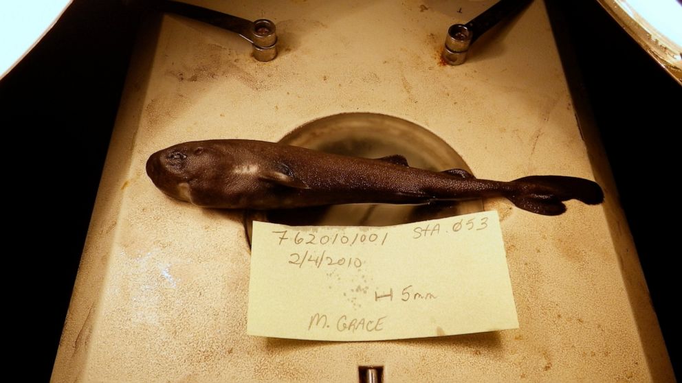 FILE - This undated image provided by National Oceanic Atmospheric Administration National Marine Fisheries Service Southeast Fisheries Science Center shows a 5.5-inch long rare pocket shark. A pocket-sized pocket shark found in the Gulf of Mexico ha