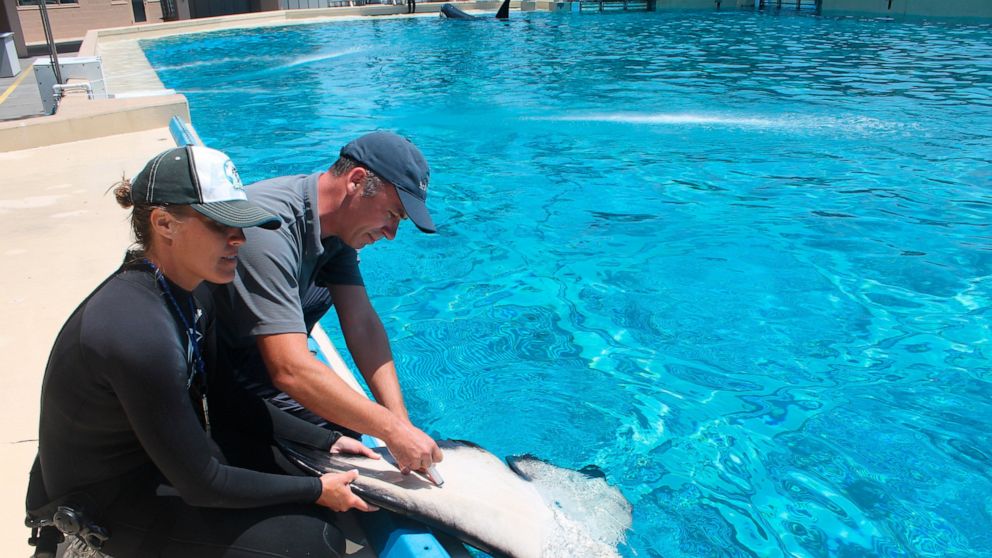 In this photo taken in March, 2016, and provided by SeaWorld Parks & Entertainment, SeaWorld employees Michelle Bridwell, left, senior trainer, holds the fluke of a captive orca whale as Dr. Hendrik Nollens, vice president of Animal Health and Welfar