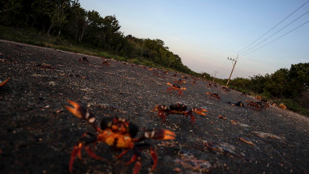 In Cuba, crabs embark on perilous migration to Bay of Pigs