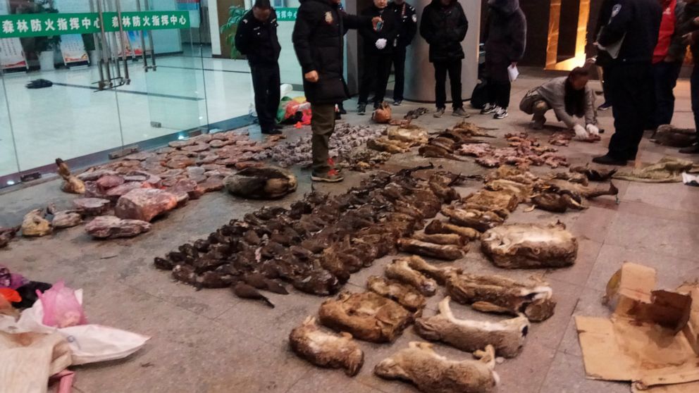 In this Jan. 9, 2020, photo provided by the Anti-Poaching Special Squad, police look at items seized from store suspected of trafficking wildlife in Guangde city in central China's Anhui Province. The outbreak of a new virus linked to a wildlife mark