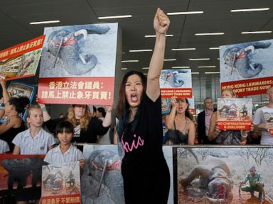 Hong Kong makes record seizure of pangolin scales, ivory