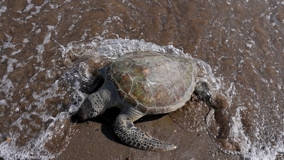 Turtles dying from eating trash show plastics scourge in UAE - ABC News