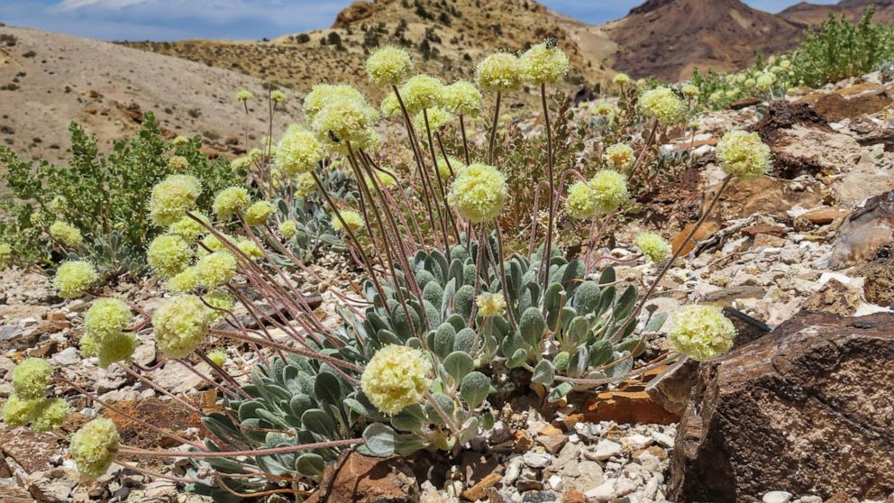 In this 2020 photo provided by the Center for Biological Diversity is a Tiehm's buckwheat near the site of a proposed mine in Nevada. A pair of lithium mines and a geothermal power plant in the works in Nevada are among the most ambitious projects at
