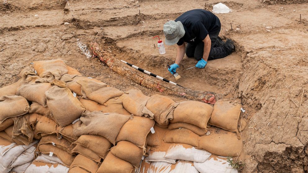 An Israeli archaeologist works next to the recently discovered 2.5-meter-long tusk of an estimated 500,000-year-old straight-tusked elephant, near the city of Gedera, Israel, Wednesday, Aug. 31, 2022. Israel Antiquities Authority prehistorian Avi Lev