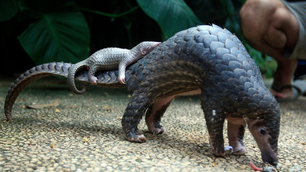 FILE - In this Thursday, June 19, 2014 file photo, a pangolin carries its baby at a Bali zoo in Bali, Indonesia. Their scales _ made of keratin, the same material as in human finger nails _ are in high demand for Chinese traditional medicine, to alle