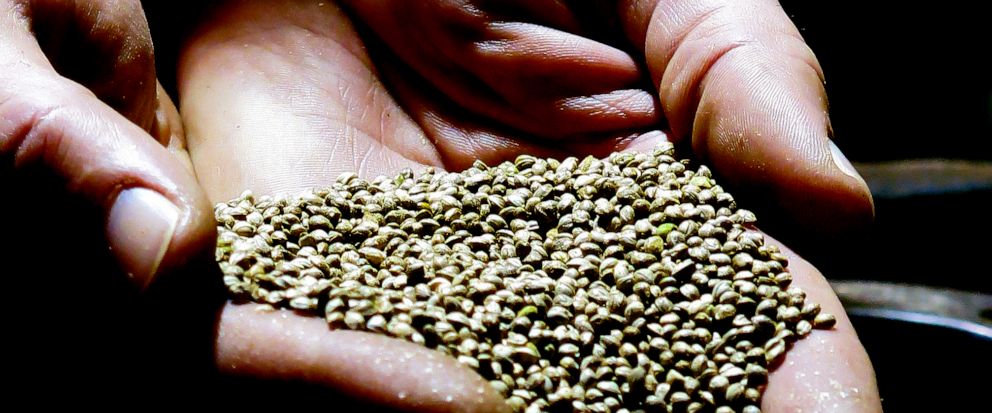 FILE - In this April 19, 2018, file photo, Seth Crawford, co-owner of Oregon CBD, displays hemp seeds being prepared for sale to industrial hemp farmers at his facility in Monmouth, Ore. A global hemp research lab announced Thursday, June 13, 2019, i