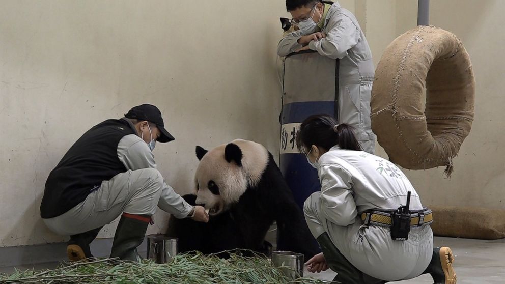 In this photo released by the Taipei Zoo, workers attend to the ailing giant panda Tuan Tuan at the Taipei Zoo in Taipei, Taiwan on Friday, Nov. 17, 2022. Tuan Tuan, one of two giant pandas gifted to Taiwan from China, died Saturday, Nov. 19, 2022 af