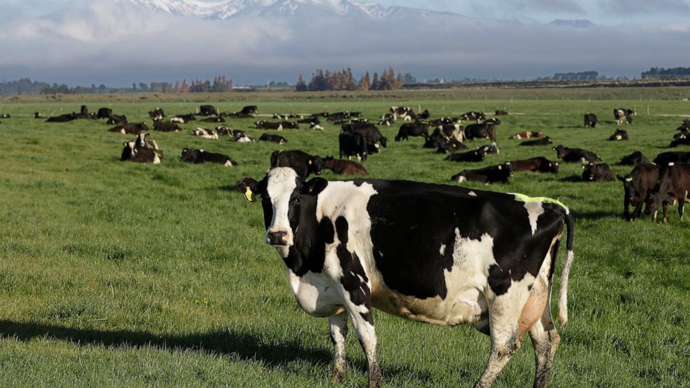 New Zealand targets cow burps to help reduce global warming