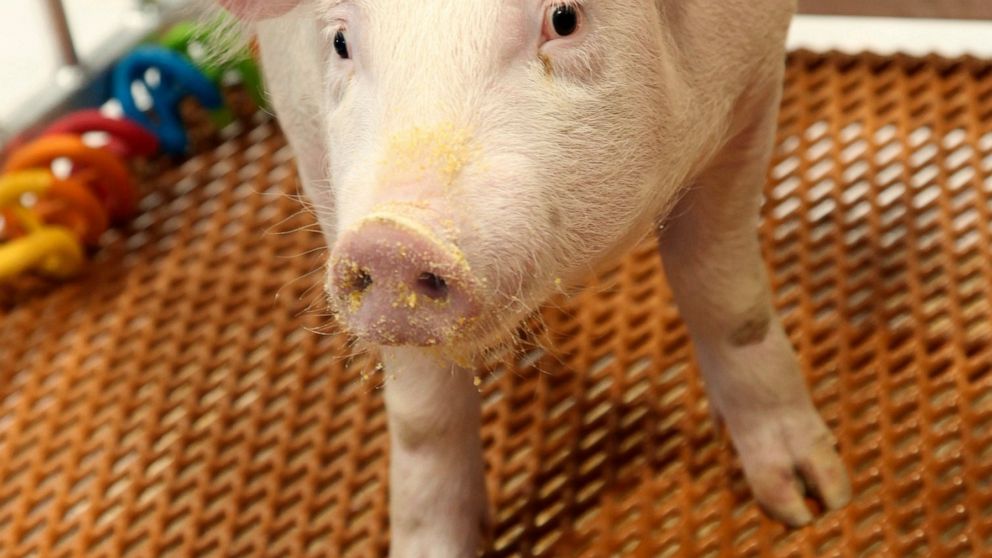 This undated photo provided by Revivicor, Inc., a unit of United Therapeutics, shows a genetically modified pig. U.S. regulators have approved a genetically modified pig for food and medical products, making it the second such animal to get the green