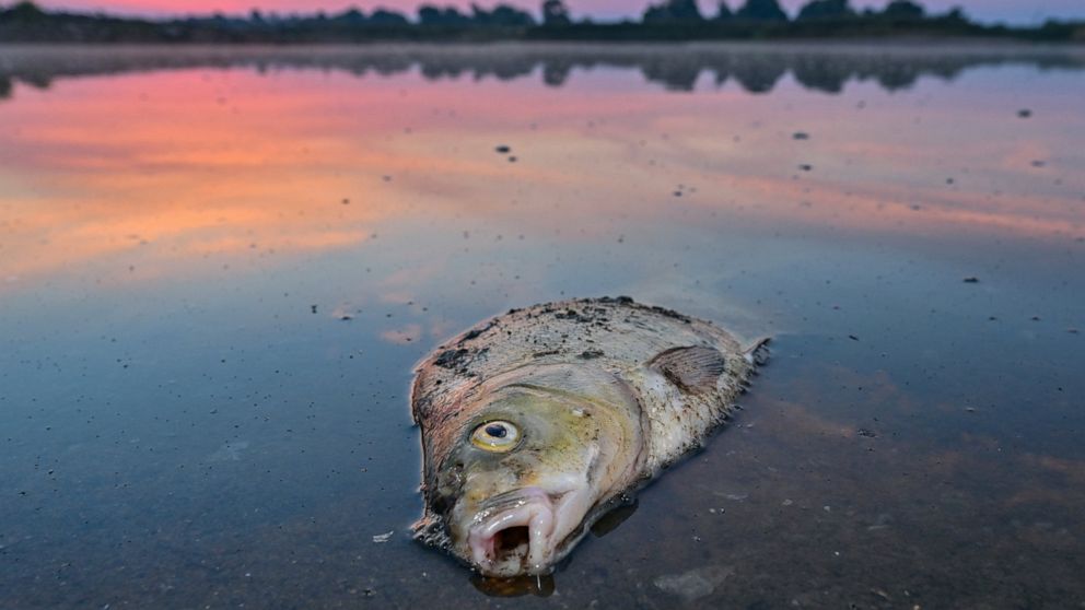 Deutschland: Keine einzelne Ursache für Massenfischsterben in der Oder
