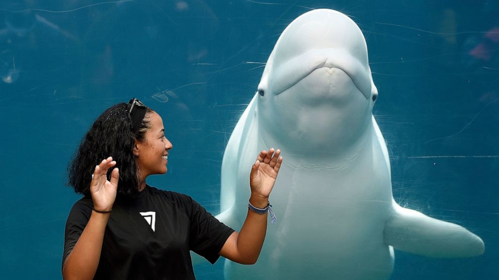 FILE - In this July 5, 2018, file photo, drum major Leslie Abreu reacts to the looming presence of Juno, one of the Beluga whales at Mystic Aquarium, in Mystic, Conn., as she directs members of the brass ensemble for the 7th Regiment Drum and Bugle C