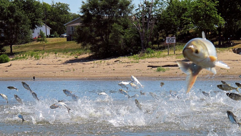 FILE - In this June 13, 2012, file photo, Asian carp, jolted by an electric current from a research boat, jump from the Illinois River near Havana, Ill. A newly released study says if Asian carp reach Lake Michigan, they probably would find enough fo