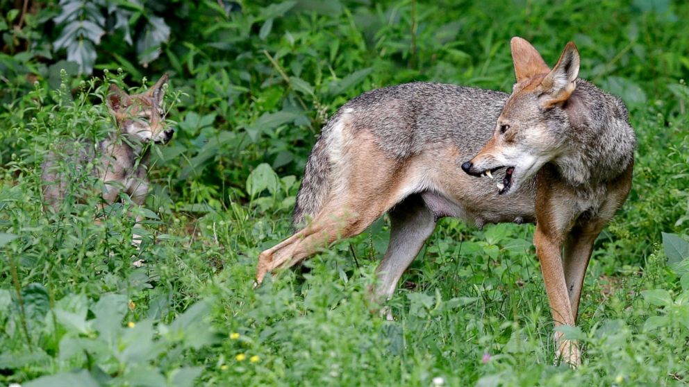 Government Funded Study Says Red Wolves Are Distinct Species Abc News