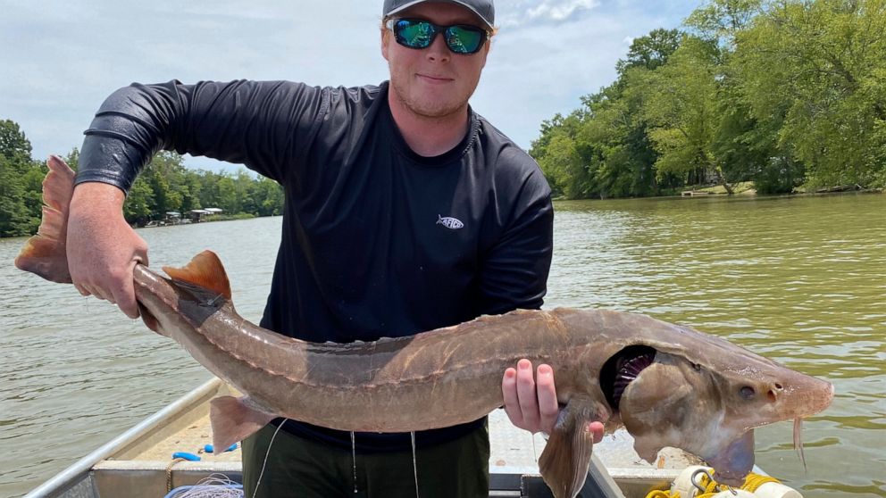 This photo provided by University of Georgia graduate research assistant Matt Phillips, shows research technician Hunter Rider of Opelika, Ala., holding a a lake sturgeon with its vacuum-hose-like mouth extended on the Coosa River, on July 14, 2022, 