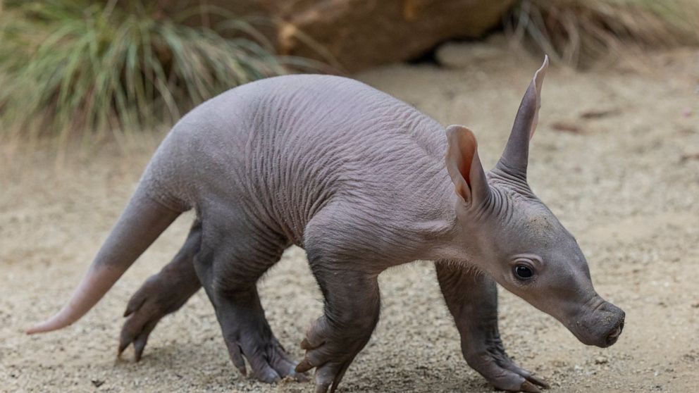 In this photo released by the San Diego Zoo Wildlife Alliance, an aardvark cub explores her habitat at the San Diego Zoo on June 10, 2022. For the first time in more than 35 years, an aardvark pup has been born at the zoo. The female, which has not y