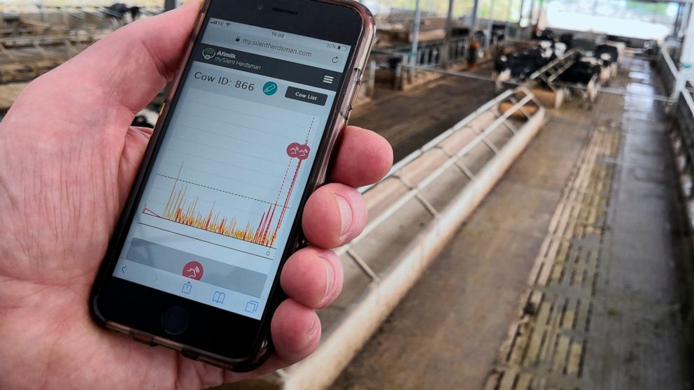 In this photo taken on Wednesday, Aug. 28, 2019, project manager Duncan Forbes holds a smartphone showing biometric data on his cows at Agri-EPI Centre, a dairy development center in Shepton Mallet, England. The bovine residents of the British agricu