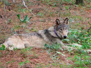  Oregon-born gray wolf dies after epic California trek