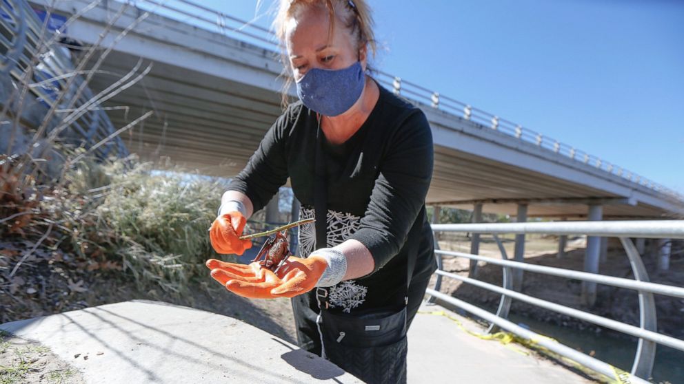 Buffalo Bayou Partnership director of Public Relation and events Trudi Smith tries to save Mexican Free-tailed bats after falling from the bridge at Waugh Drive in Buffalo Bayou Park, where it was impacted by the winter storm Monday, Feb. 22, 2021, i
