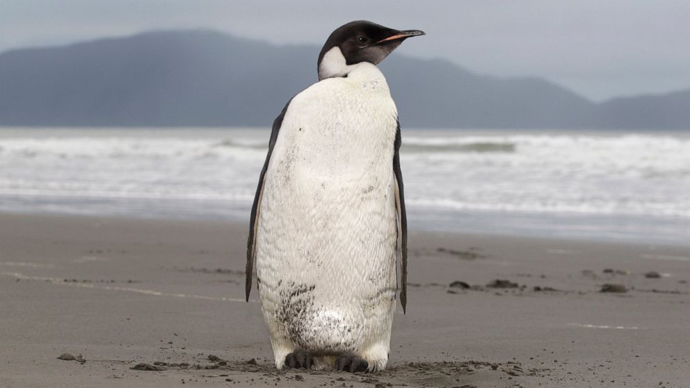 FILE - In this June 21, 2011 file photo, an Emperor penguin stands on Peka Peka Beach of the Kapiti Coast in New Zealand. With climate change threatening the sea ice habitat of Emperor penguins, the U.S. Fish and Wildlife Service on Tuesday, Aug. 3, 
