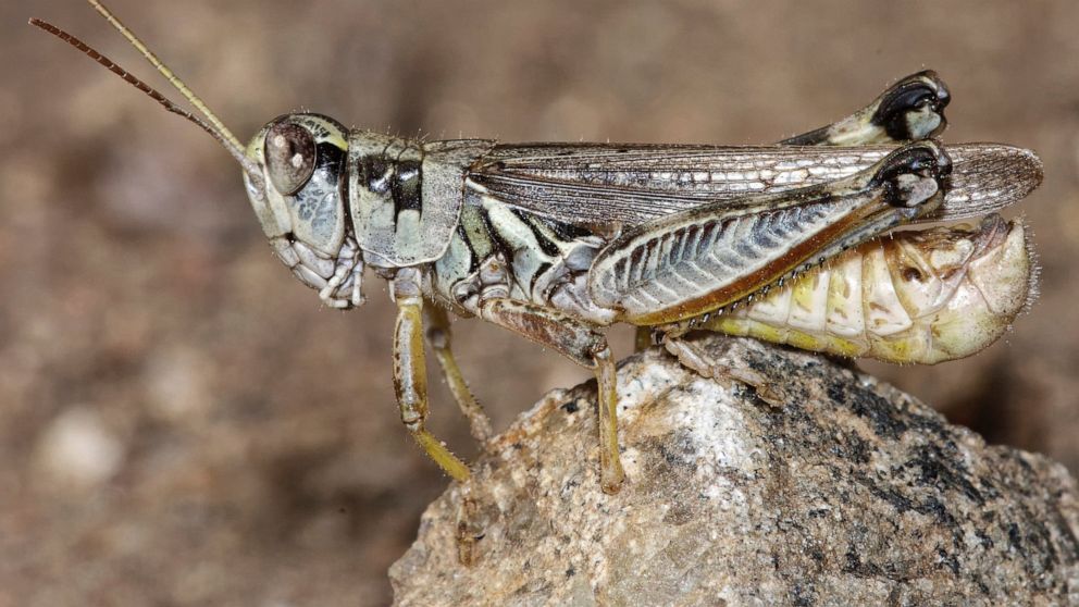 Western drought brings another woe: voracious grasshoppers