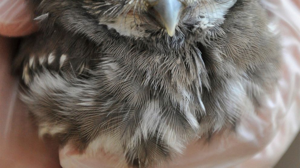 This photo taken on Wednesday, June 5, 2019 and provided by the Phoenix Zoo shows a big-eyed baby pygmy owl, one of four hatched at the zoo three weeks ago under a special breeding program. The cactus ferruginous pygmy owls are being raised by two pa