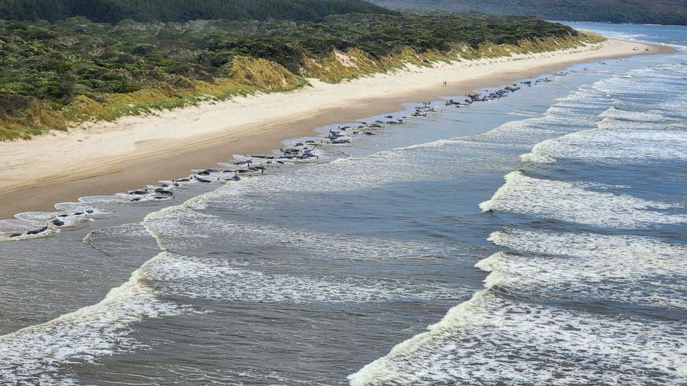 Some 230 whales beached in Tasmania; rescue efforts underway