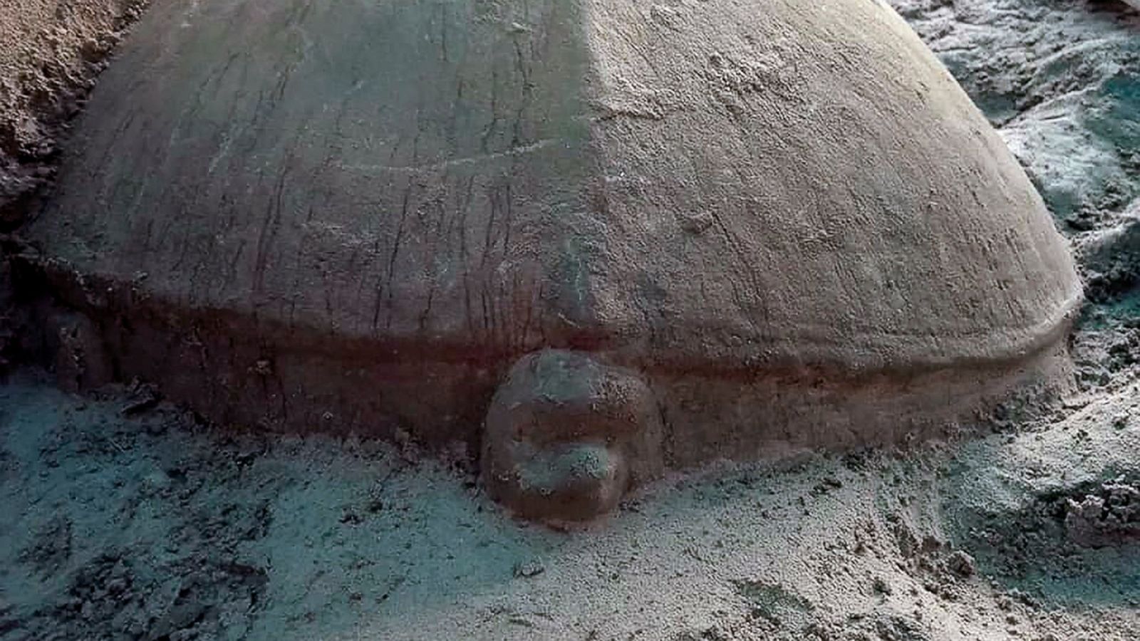 Carved Stone Turtle Unearthed From Angkor Reservoir Site Abc News