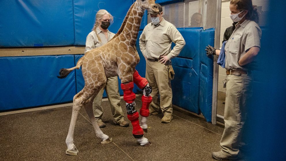 This Feb. 10, 2022, image released by the San Diego Zoo Wildlife Alliance shows Msituni, a giraffe calf born with an unusual disorder that caused her legs to bend the wrong way, at the San Diego Zoo Safari Park in Escondido, north of San Diego. (San 