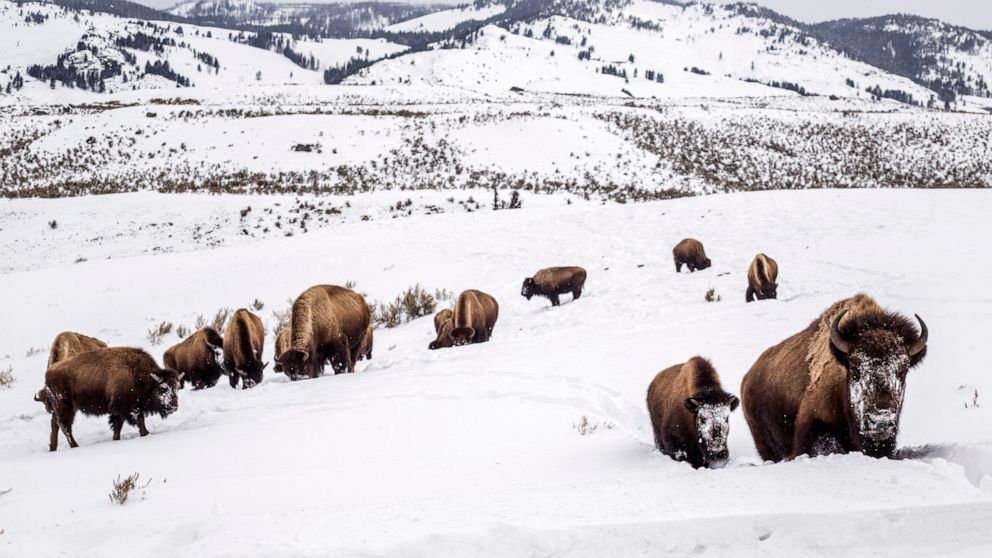 FILE - A mother bison leads her calf through deep snow toward a road in Yellowstone National Park, Wyo., on Feb. 20, 2021. In January 2022, a federal judge has ordered the U.S. Fish and Wildlife Service to revisit part of its decision not to protect 