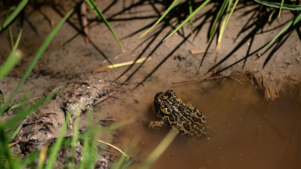 A Dixie Valley toad is seen around the hot spring-fed wetland in the Dixie Valley in Fallon, Nev., Wednesday, May 4, 2022. In a highly unusual move in a legal battle over a Nevada geothermal power plant and an endangered toad, the project’s developer